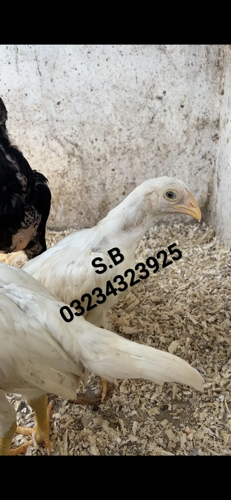 Aseel/Heera/lassani/Mushka/chicks/murga/ white black shamo/chicks — photo 3