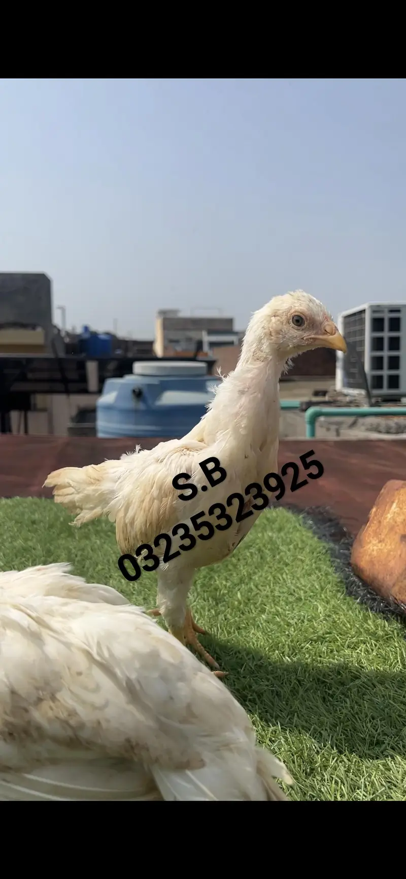 Aseel/Heera/lassani/Mushka/chicks/murga/ white black shamo/chicks — photo 4