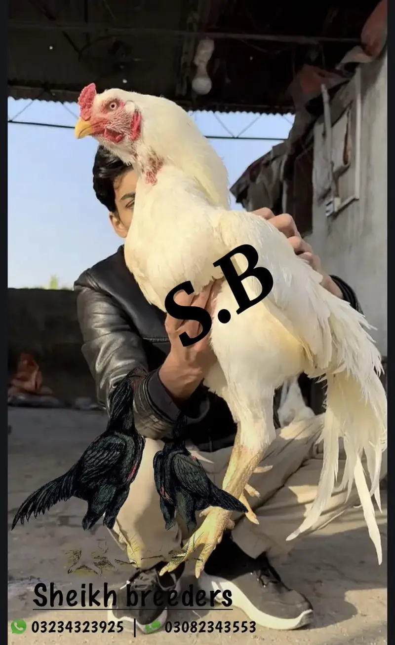 Aseel/Heera/lassani/Mushka/chicks/murga/ white black shamo/chicks — photo 5