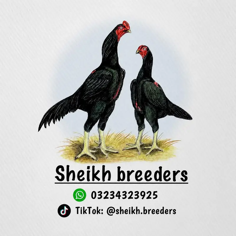 Aseel/Heera/lassani/Mushka/chicks/murga/ white black shamo/chicks — photo 6