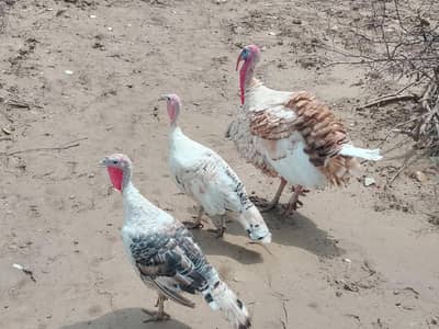 Turkey Breeder Set 2 females and 1 Male