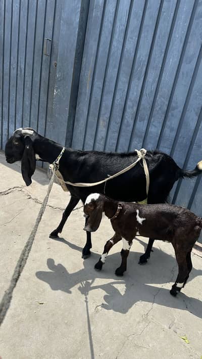 Got 2kg milk daily
