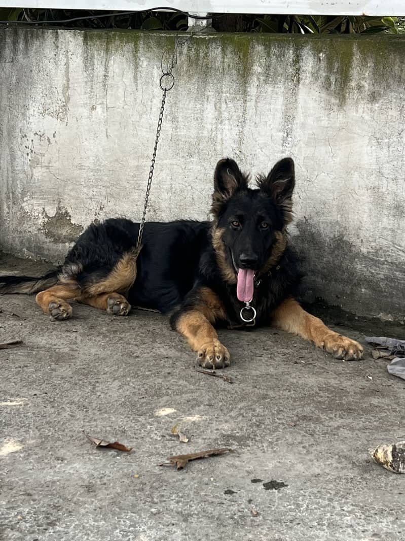 German Shepherd 0
