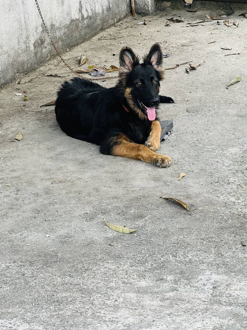 German Shepherd 1