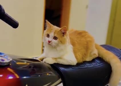 Persian Cat For Sale Female kitten