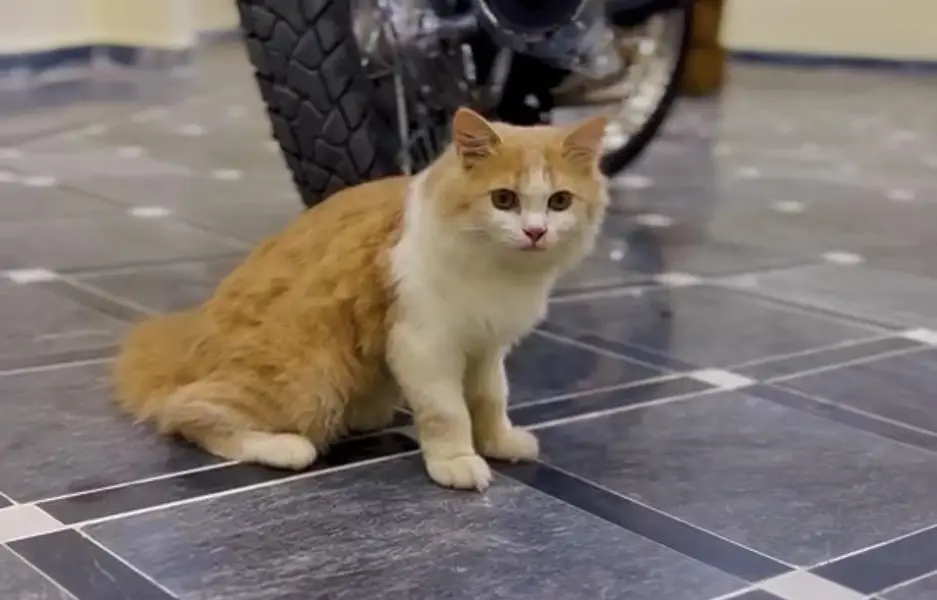 Persian Cat For Sale Female kitten — photo 2