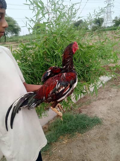 Aseel Asel اصیل اسیل murga مرغا مرغے