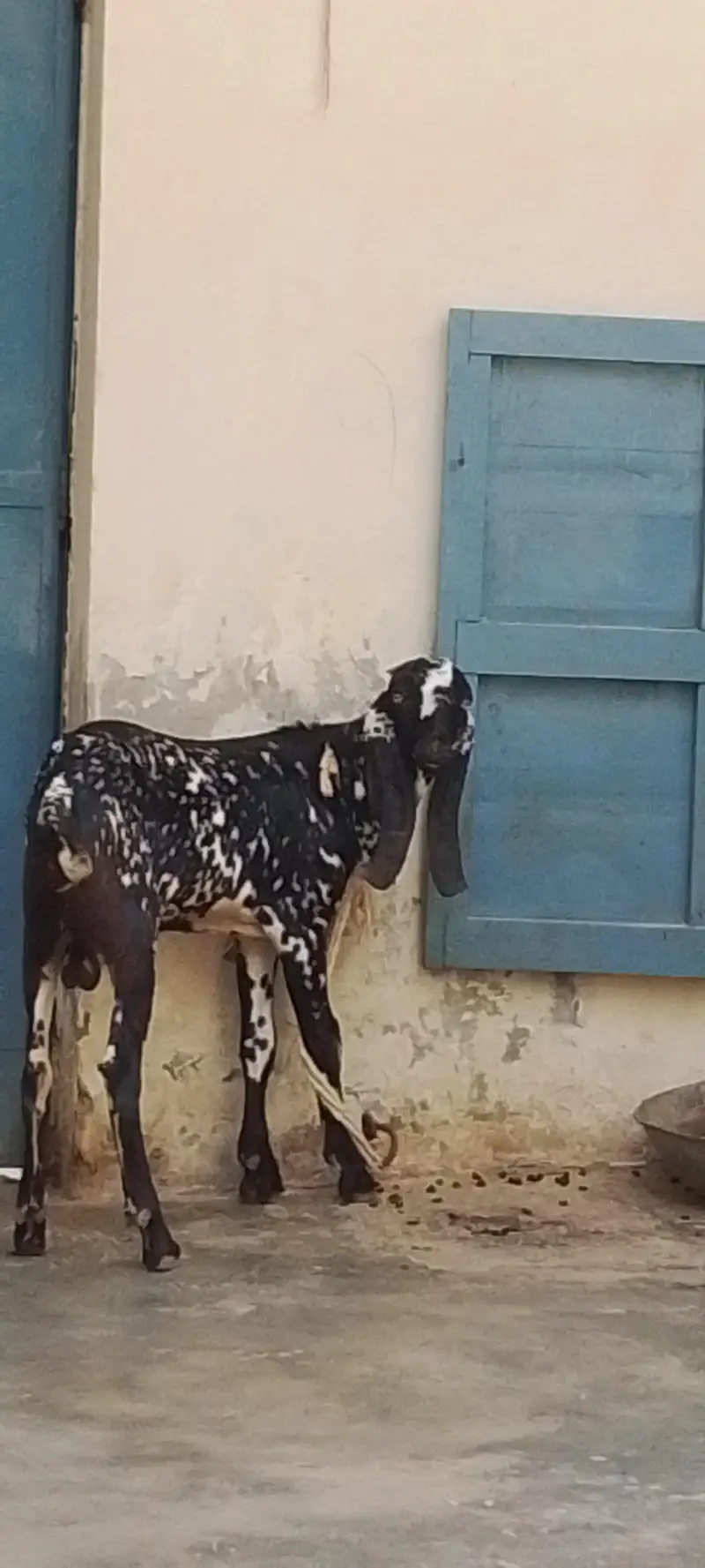 makhi china Bakra