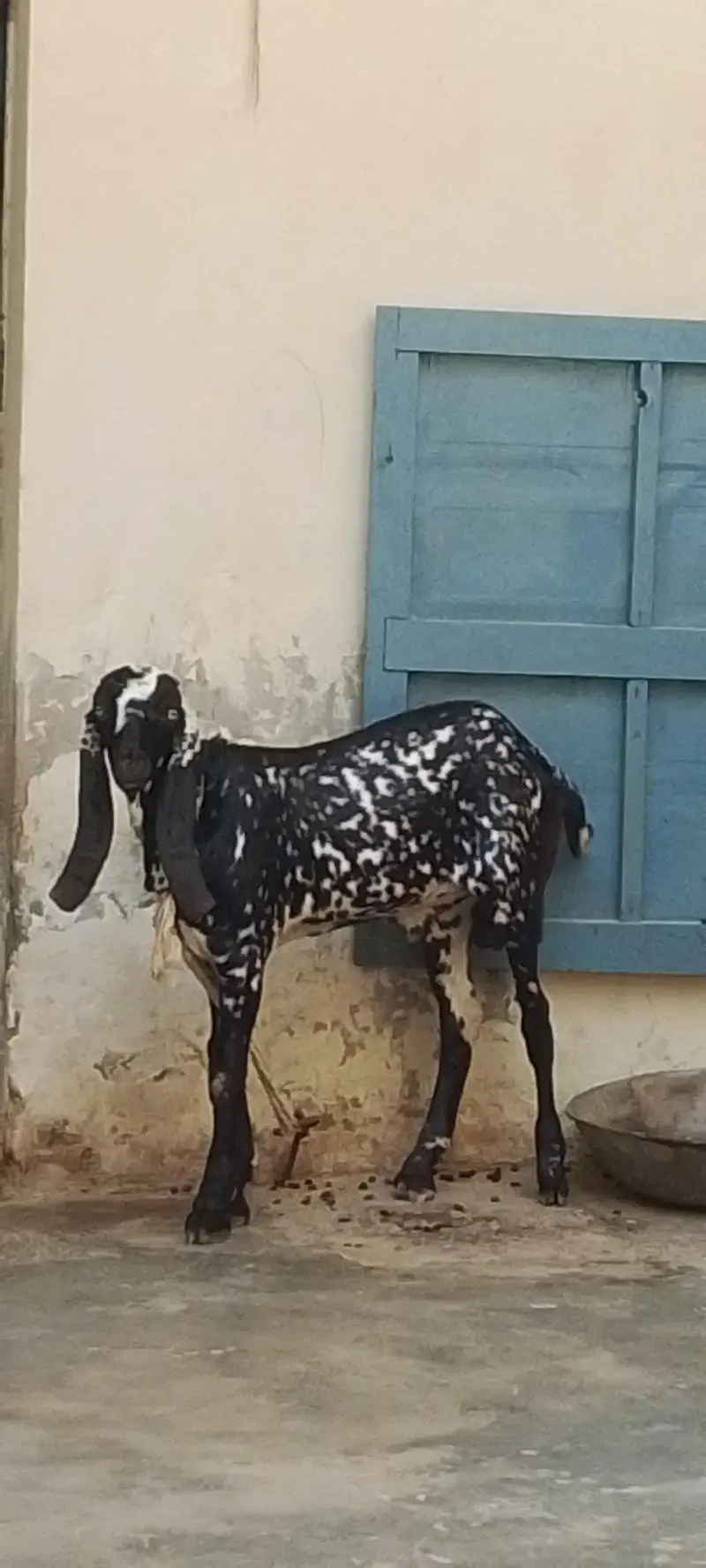 makhi china Bakra — photo 2