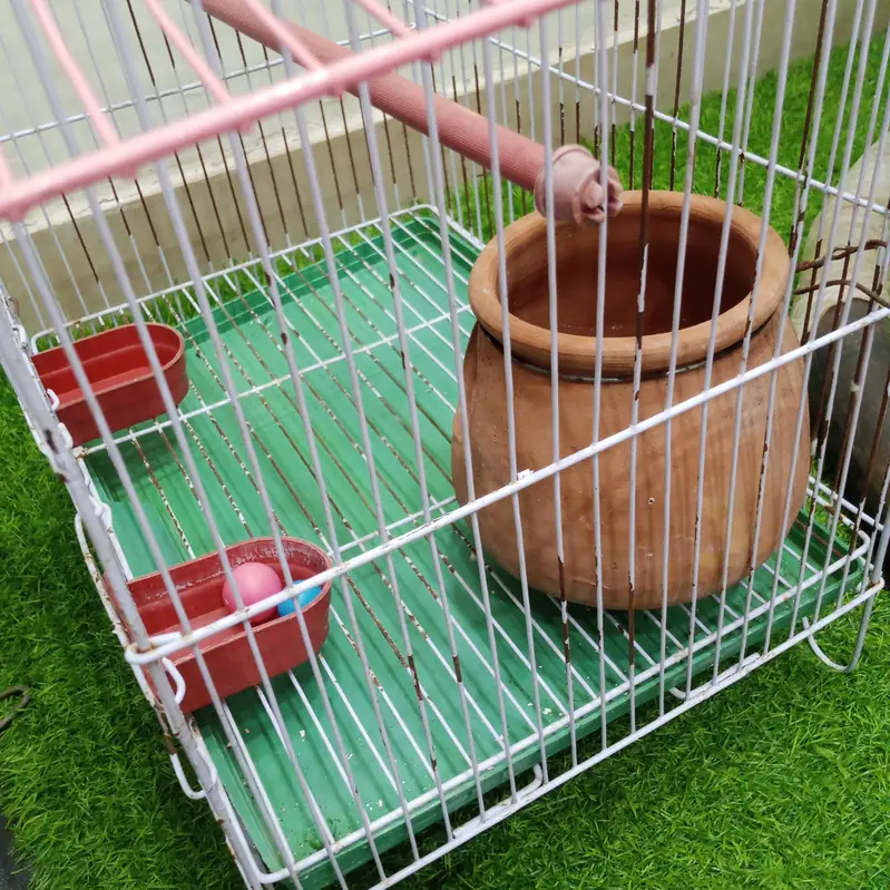 Cage 4 birds luvrs Parrot Pigeon Australian totay - طوطا  پنجرا teetar — photo 2