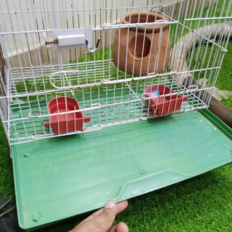 Cage 4 birds luvrs Parrot Pigeon Australian totay - طوطا  پنجرا teetar — photo 3