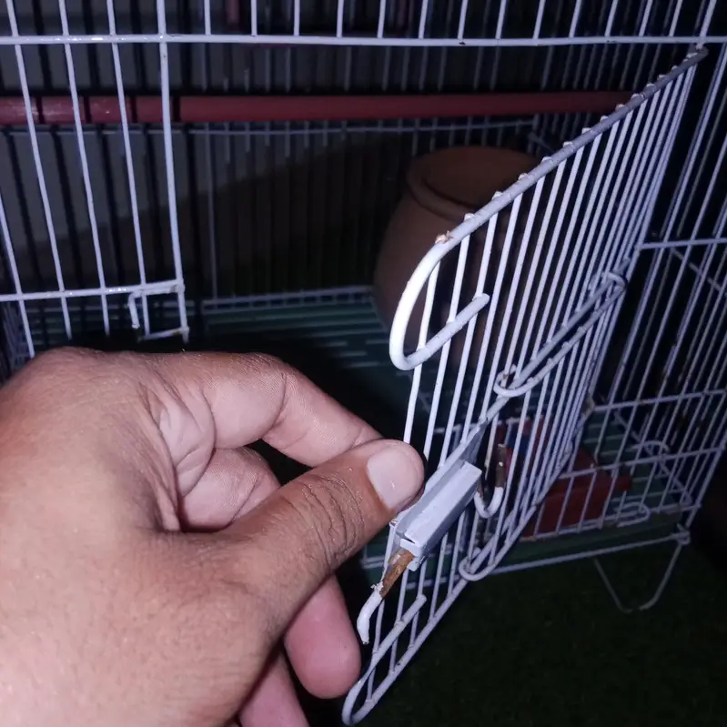 Cage 4 birds luvrs Parrot Pigeon Australian totay - طوطا  پنجرا teetar — photo 4