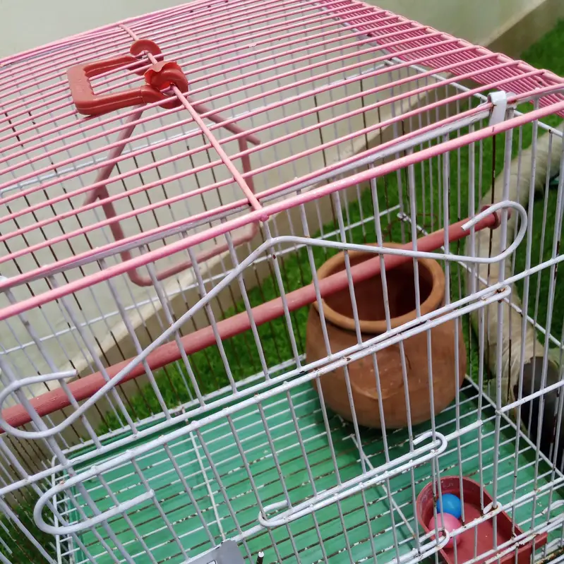 Cage 4 birds luvrs Parrot Pigeon Australian totay - طوطا  پنجرا teetar — photo 5