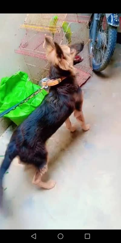 urgent sale German shaferd