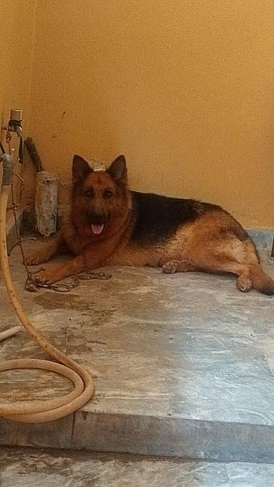 German shepherd