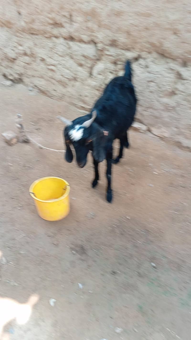 بہت اچھی بکری ہے صحت مند بکری ہے 1