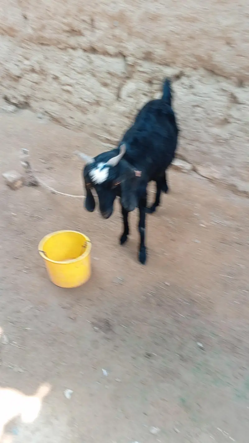 بہت اچھی بکری ہے صحت مند بکری ہے — photo 2