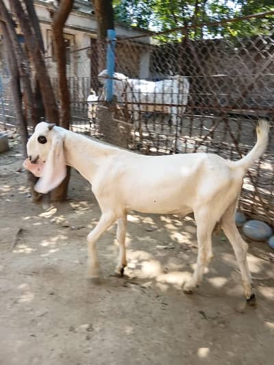 Bakre/Goats for Sale