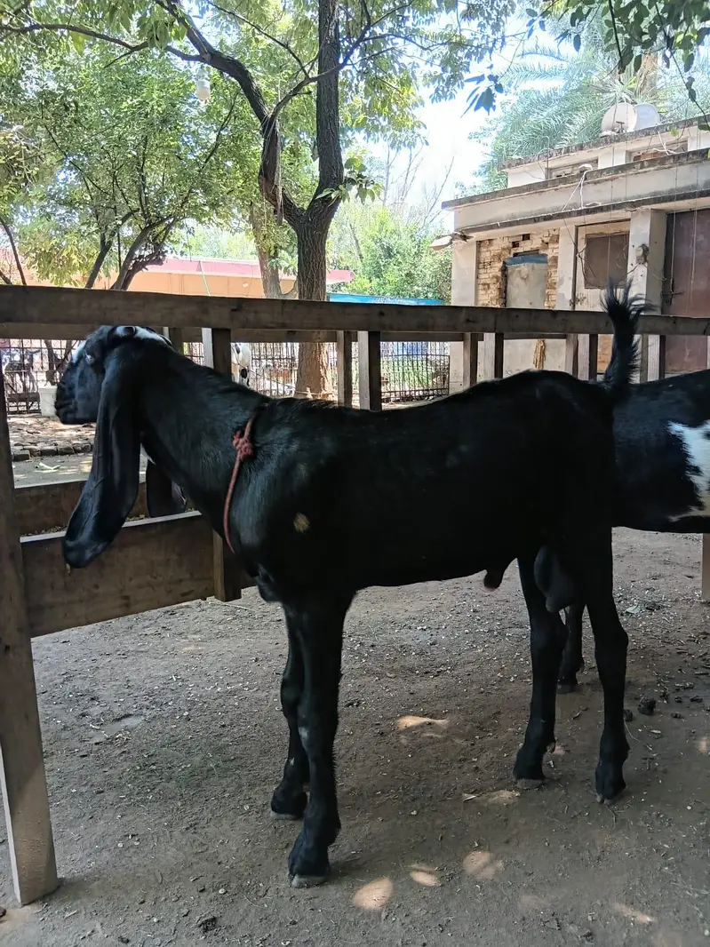 Bakre/Goats for Sale — photo 2
