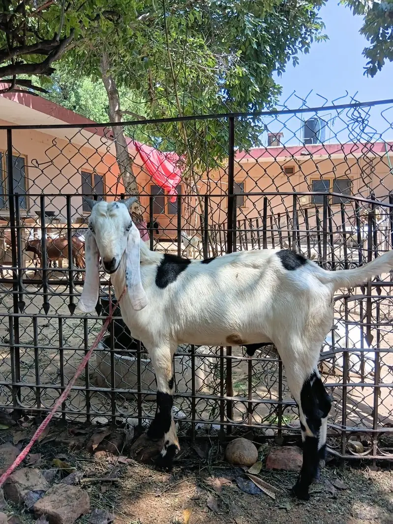 Bakre/Goats for Sale — photo 4