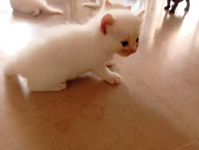 male Persian kitten