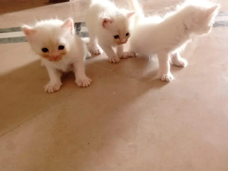 male Persian kitten — photo 2