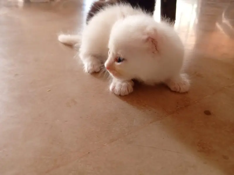 male Persian kitten — photo 3