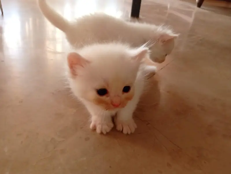 male Persian kitten — photo 4