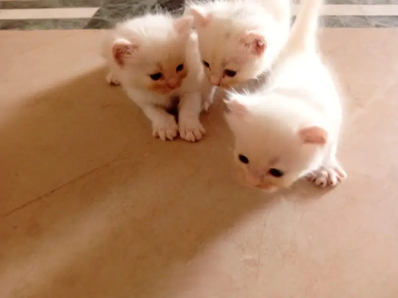 male Persian kitten — photo 5