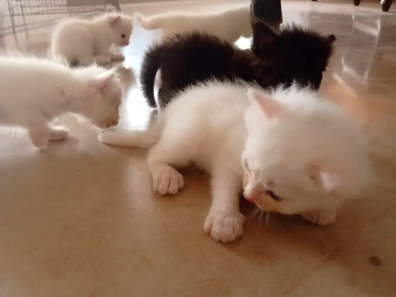 male Persian kitten — photo 6