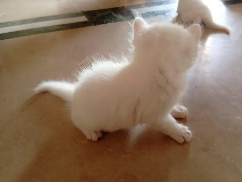 male Persian kitten — photo 7