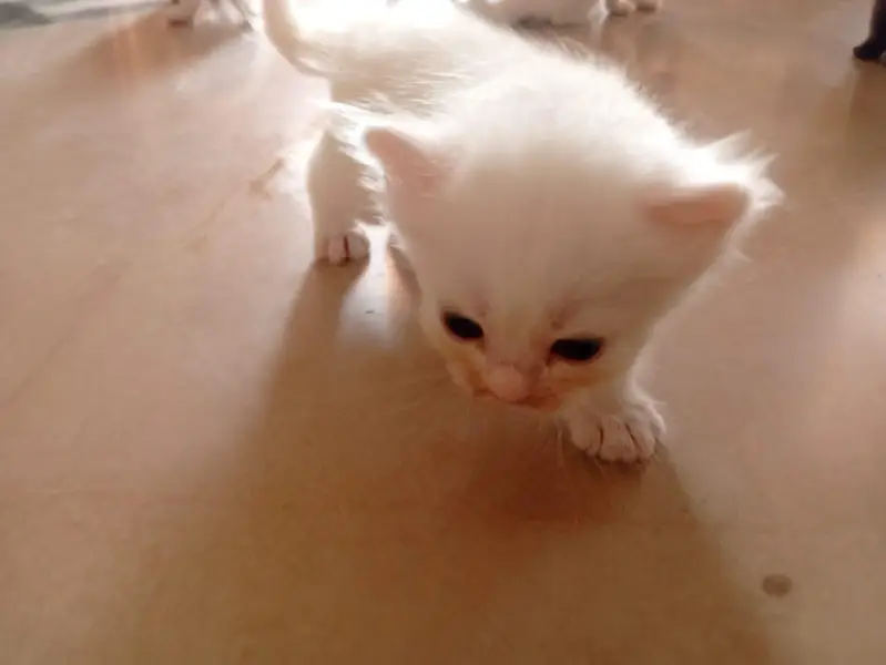 male Persian kitten — photo 8