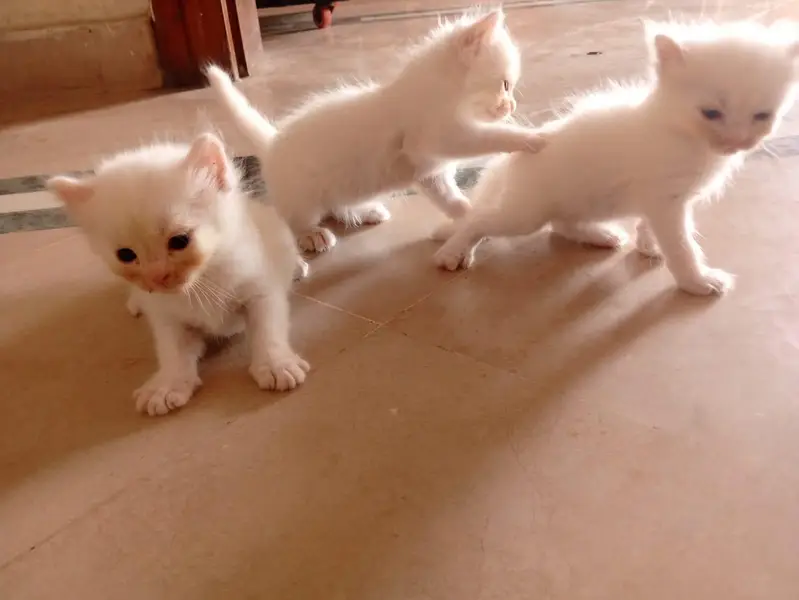 male Persian kitten — photo 9