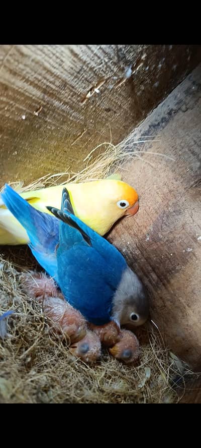love bird with 3 chicks and box read description