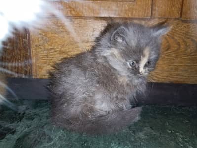 Persian kitten female cat