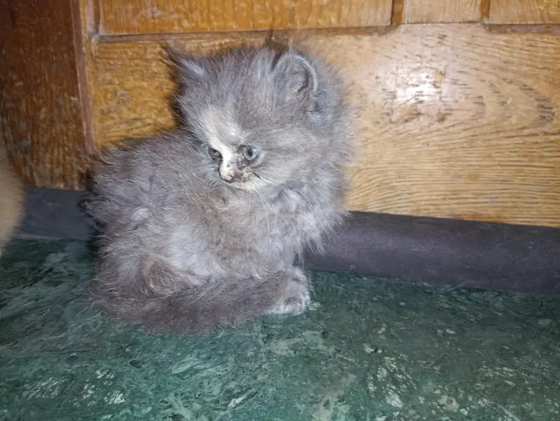 Persian kitten female cat — photo 2