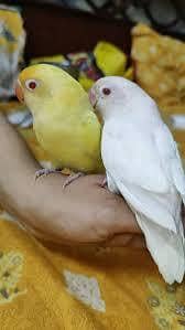 Lovebirds
