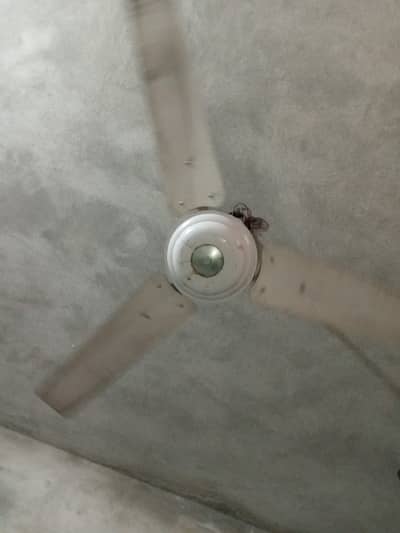 Two ceiling fans for urgent sale