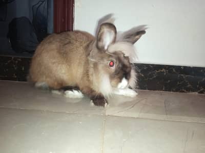 rabbit and cages for sale