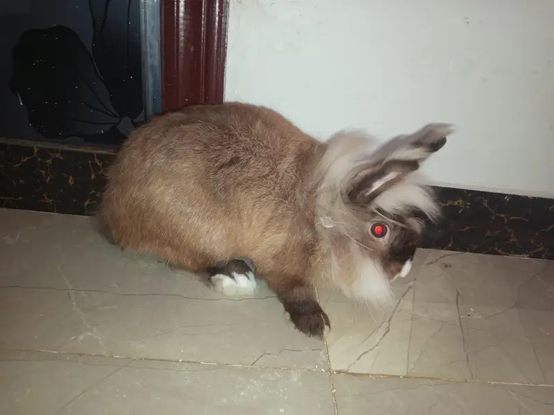 rabbit and cages for sale — photo 2