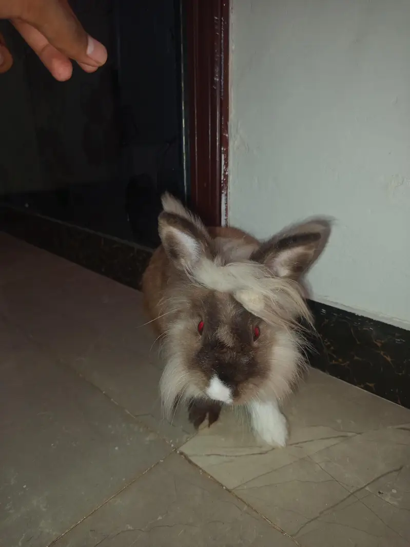 rabbit and cages for sale — photo 3