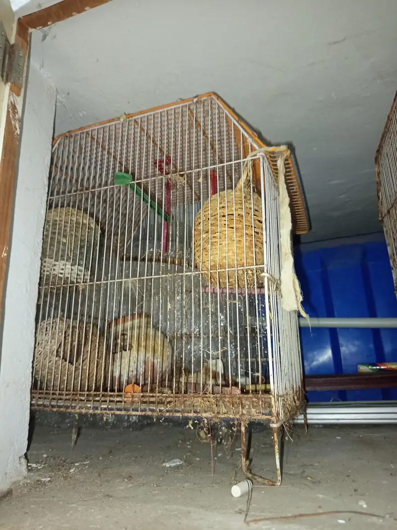 rabbit and cages for sale — photo 4