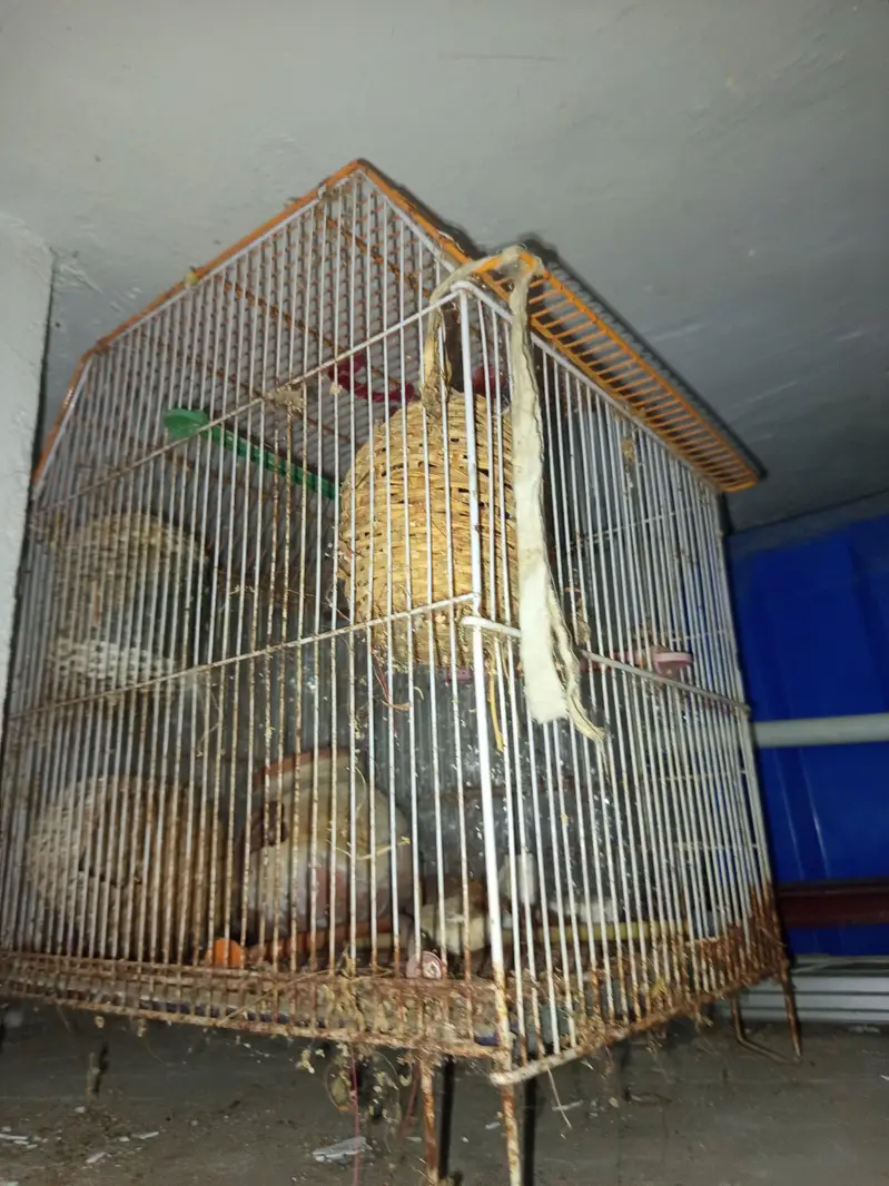 rabbit and cages for sale — photo 5