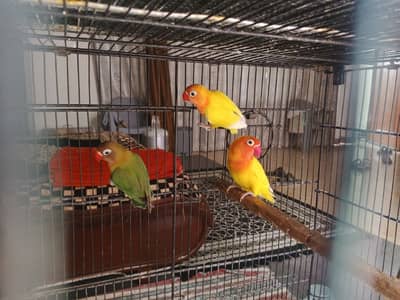 Love birds