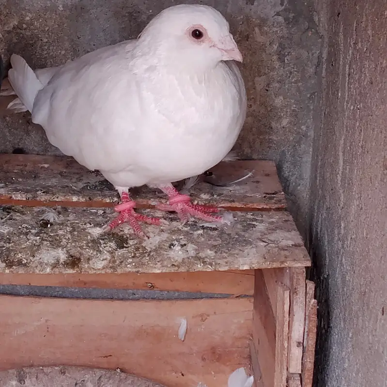 german beautiful for sale 03123119357