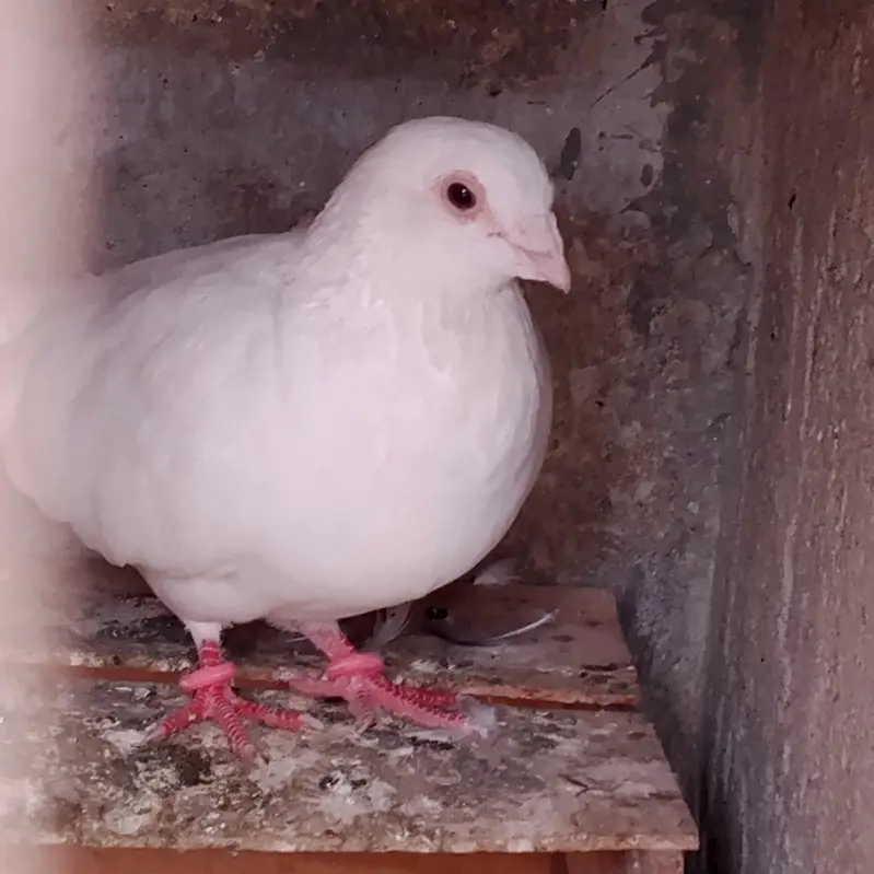 german beautiful for sale 03123119357 — photo 5