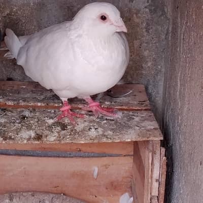 german beautiful male for sale 03123119357
