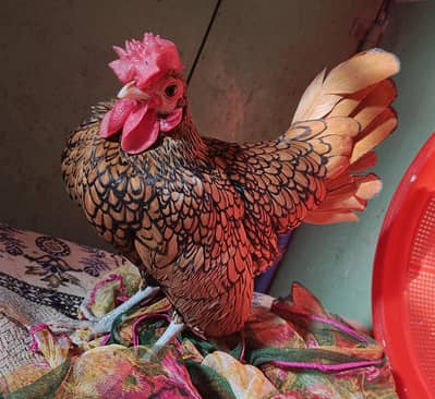 Sebright Beautiful Healthy And Active Pair