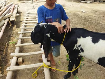 Beetal Breeders for sale