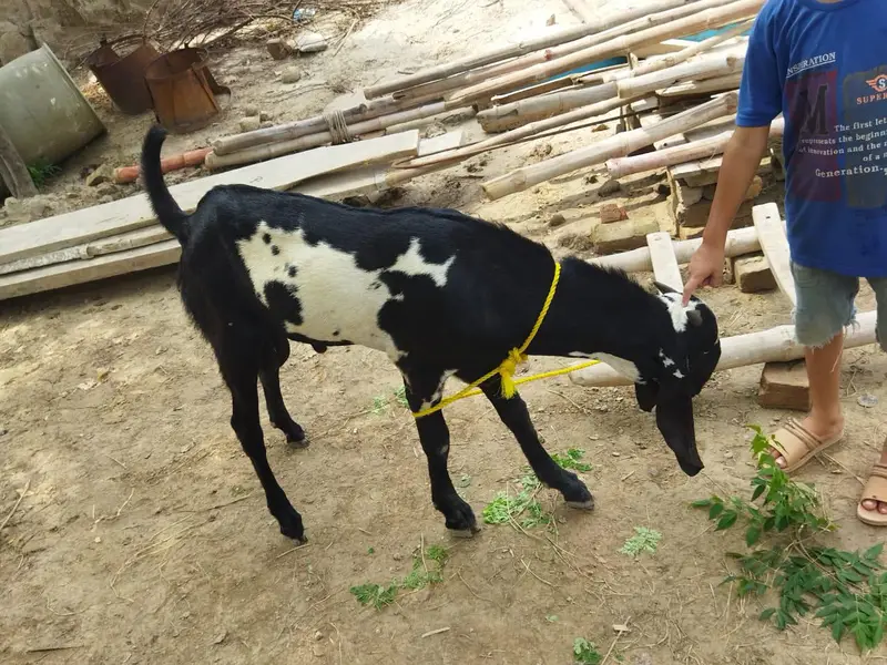 Beetal Breeders for sale — photo 4